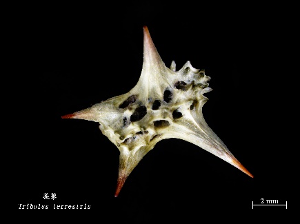 A2Yp-fxizwsf8853846.jpg