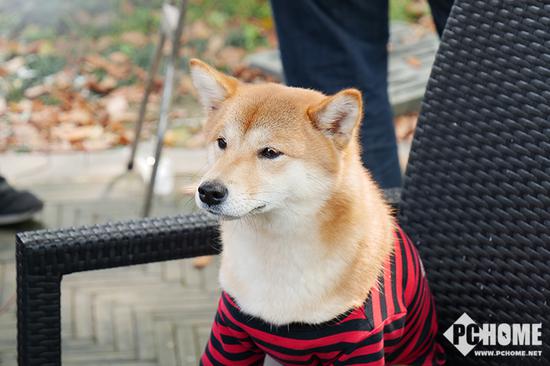 XpYm-fztkpip5867672.jpg