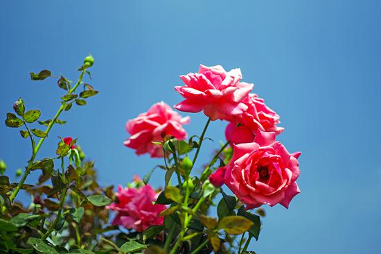 to2u-fzrwiaz8193053.jpg
