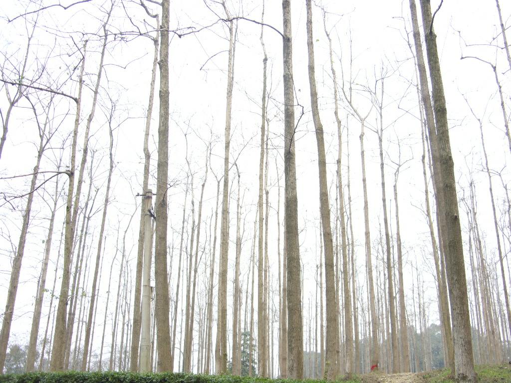 SDC12241.JPG