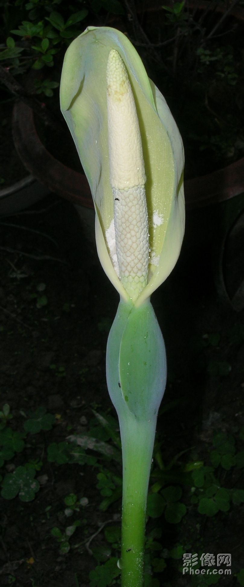DSCN5068-1.jpg