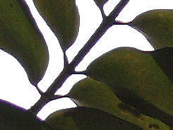 2083684_7032.jpg