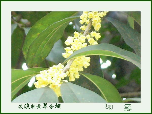 淡淡轻黄翠含烟 淡淡轻黄翠含烟