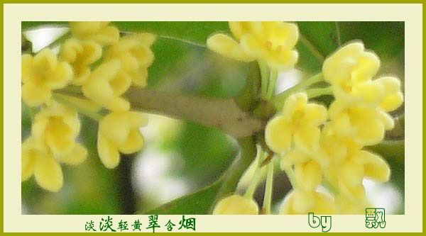 淡淡轻黄翠含烟 淡淡轻黄翠含烟