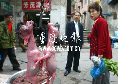 重庆汤锅店杀羊取崽卖(少儿不宜) 重庆汤锅店杀羊取崽卖(少儿不宜)