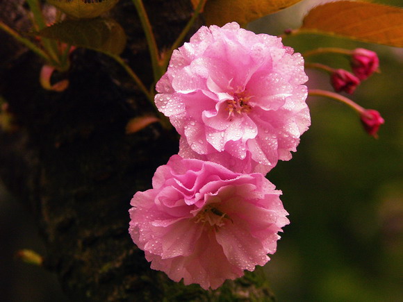 ӣ  2005