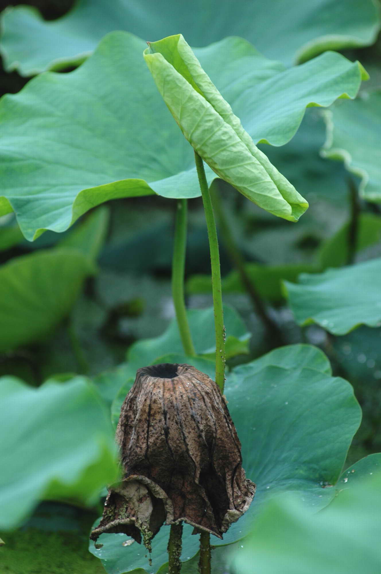 ӡ֮