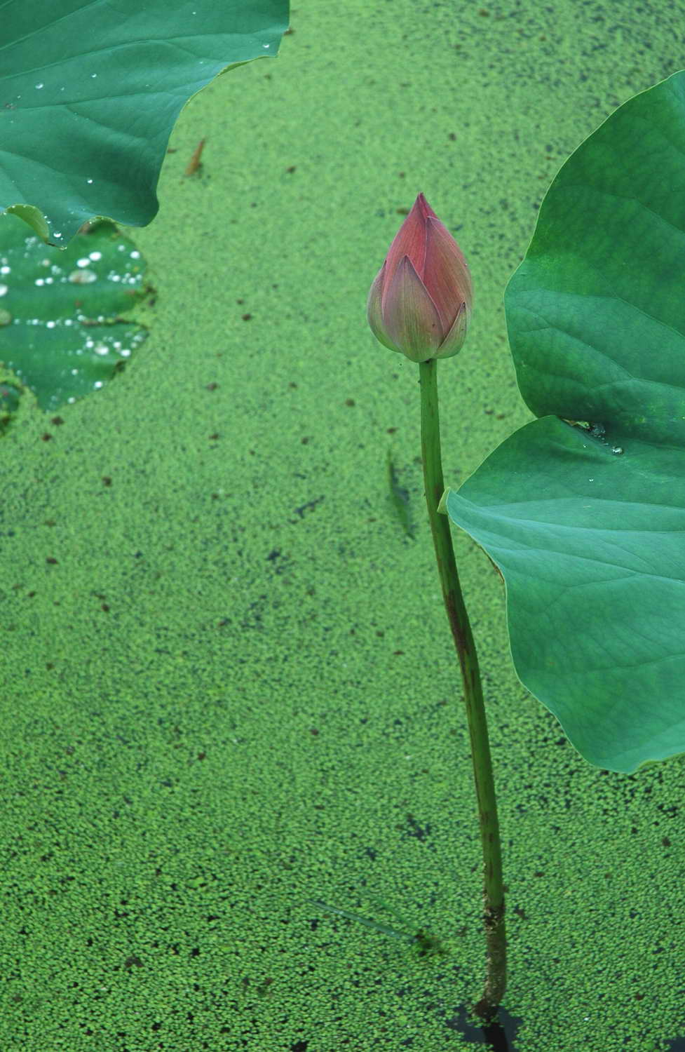 ӡ֮