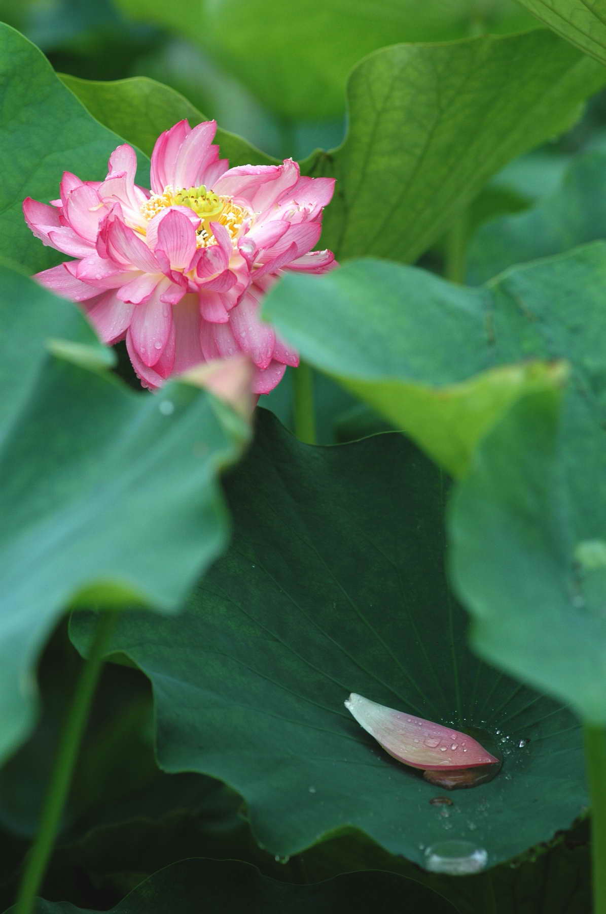 ӡ֮һ
