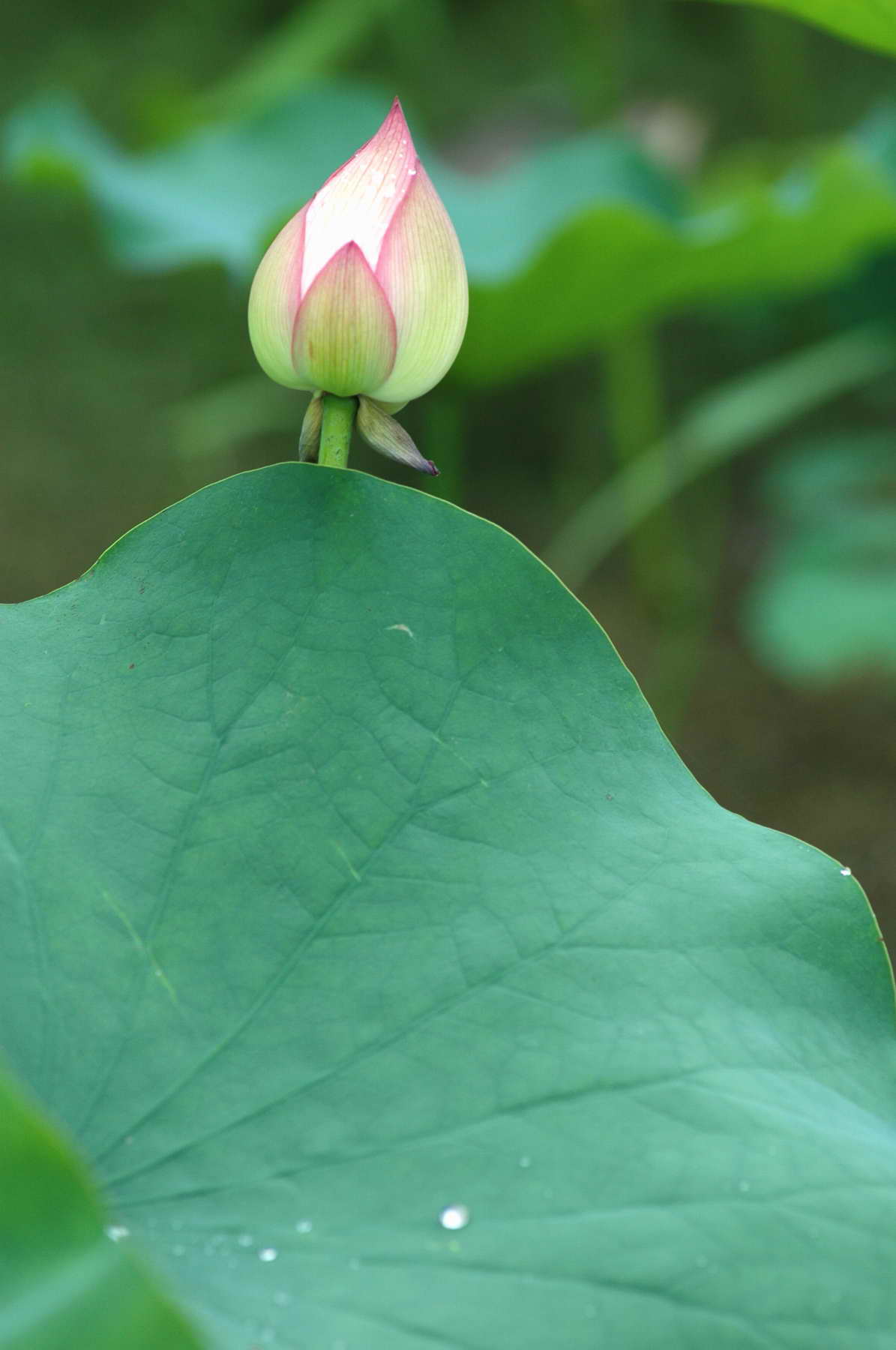 ӡ֮һ