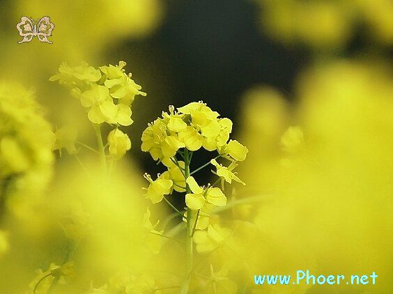 轻染花香东风破 轻染花香东风破