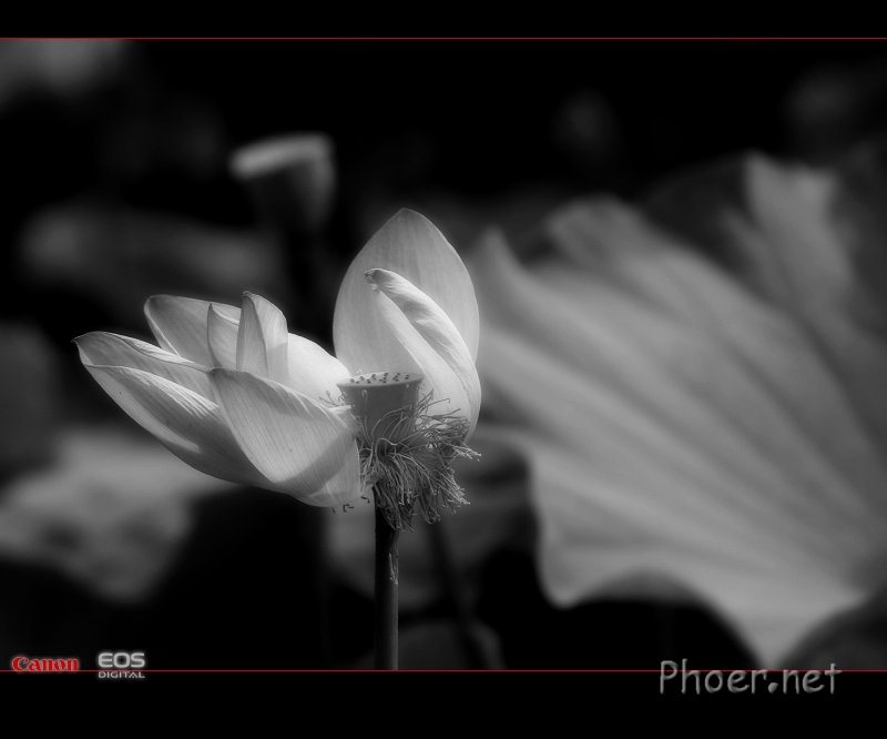 IMG_4275a.jpg