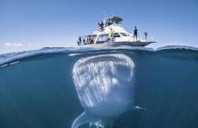 摄影师拍人鱼和谐一幕：鲸鲨安静潜伏游艇下方