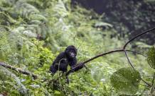 摄影师非洲拍摄山地大猩猩 揭其隐秘生活